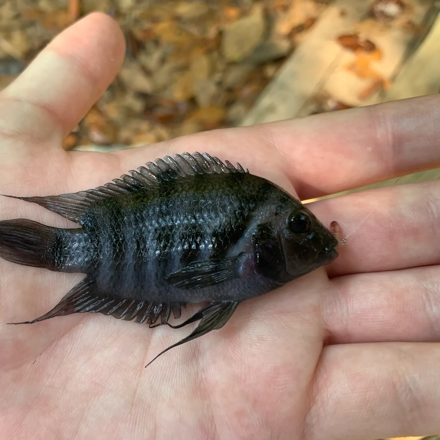 The most recent Convict cichlid catches on Fishbrain
