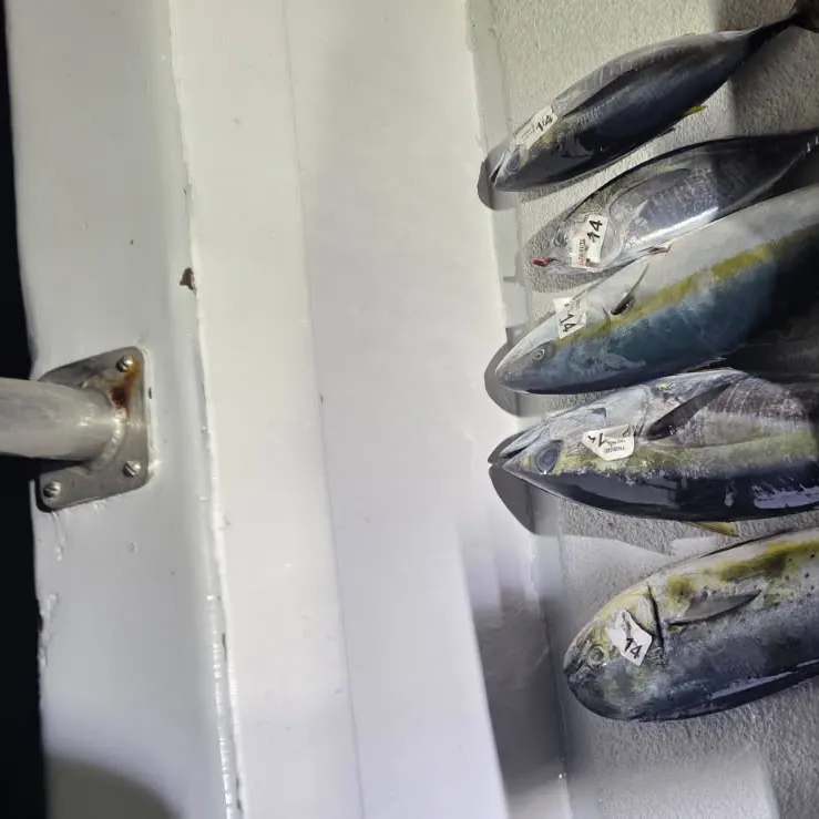 The most recent Southern yellowtail amberjack catches on Fishbrain