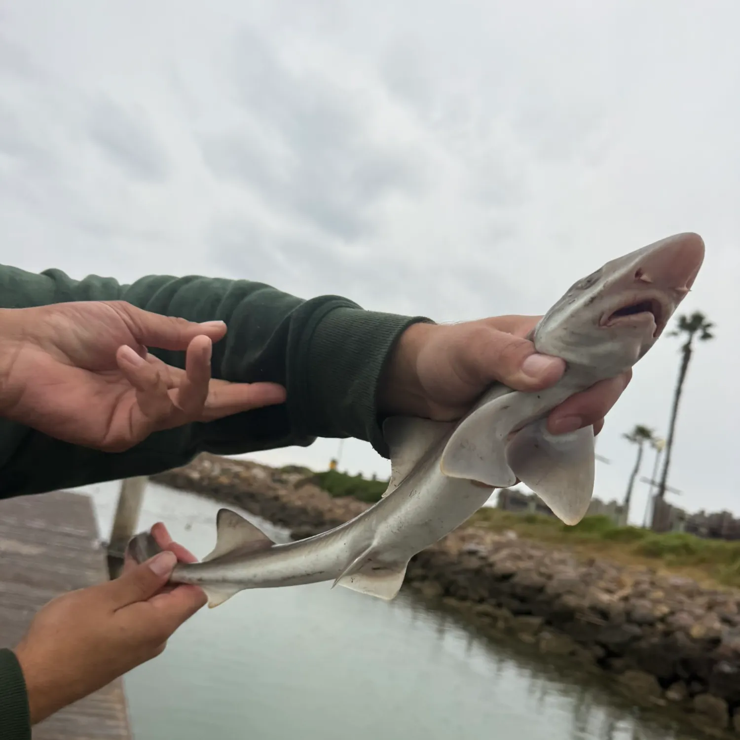 The most recent Grey smooth-hound catches on Fishbrain