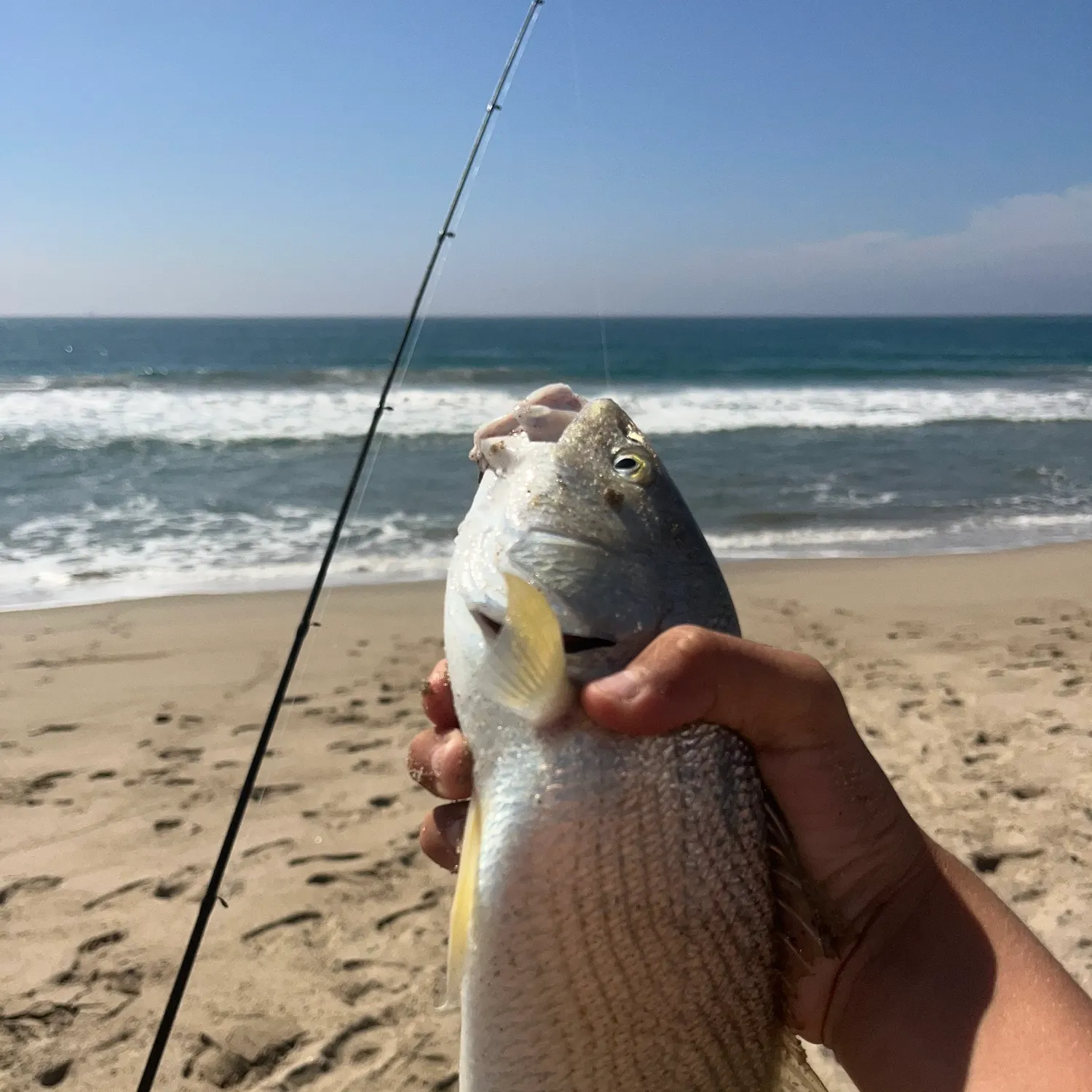 Yellowfin croaker caught on Fishbrain
