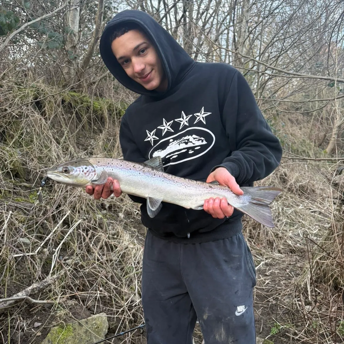 The most recent Atlantic salmon catches on Fishbrain