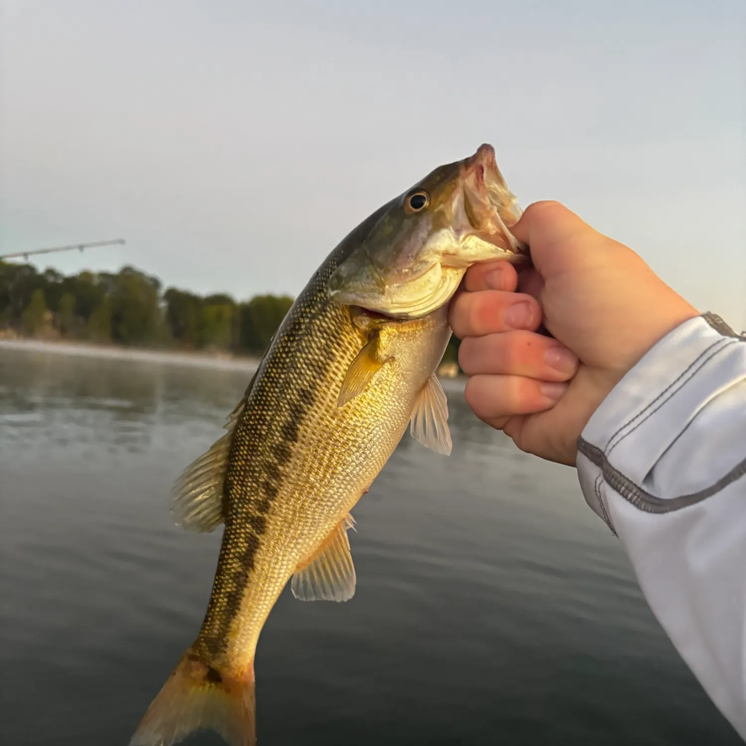 Spotted bass caught on Fishbrain