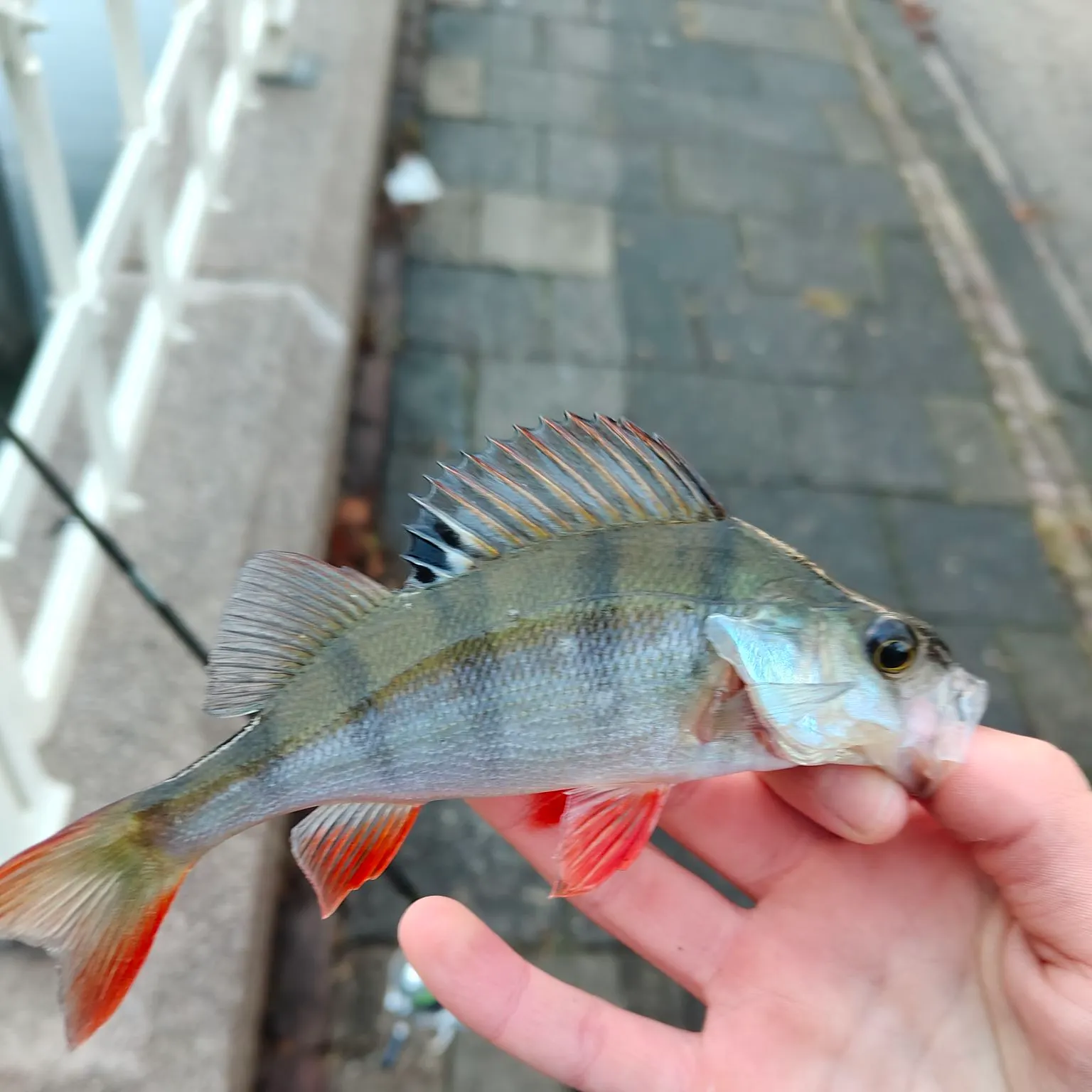 European perch caught on Fishbrain