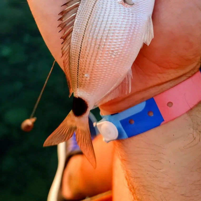 Saddled seabream caught on Fishbrain