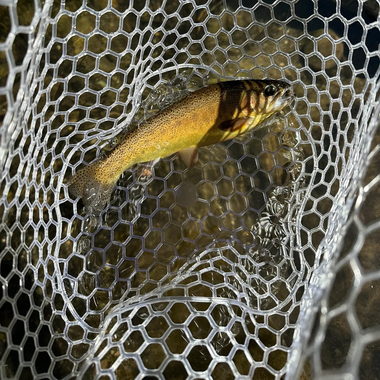 The most recent Gila trout catches on Fishbrain