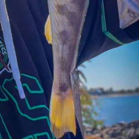 Southern kingcroaker caught on Fishbrain