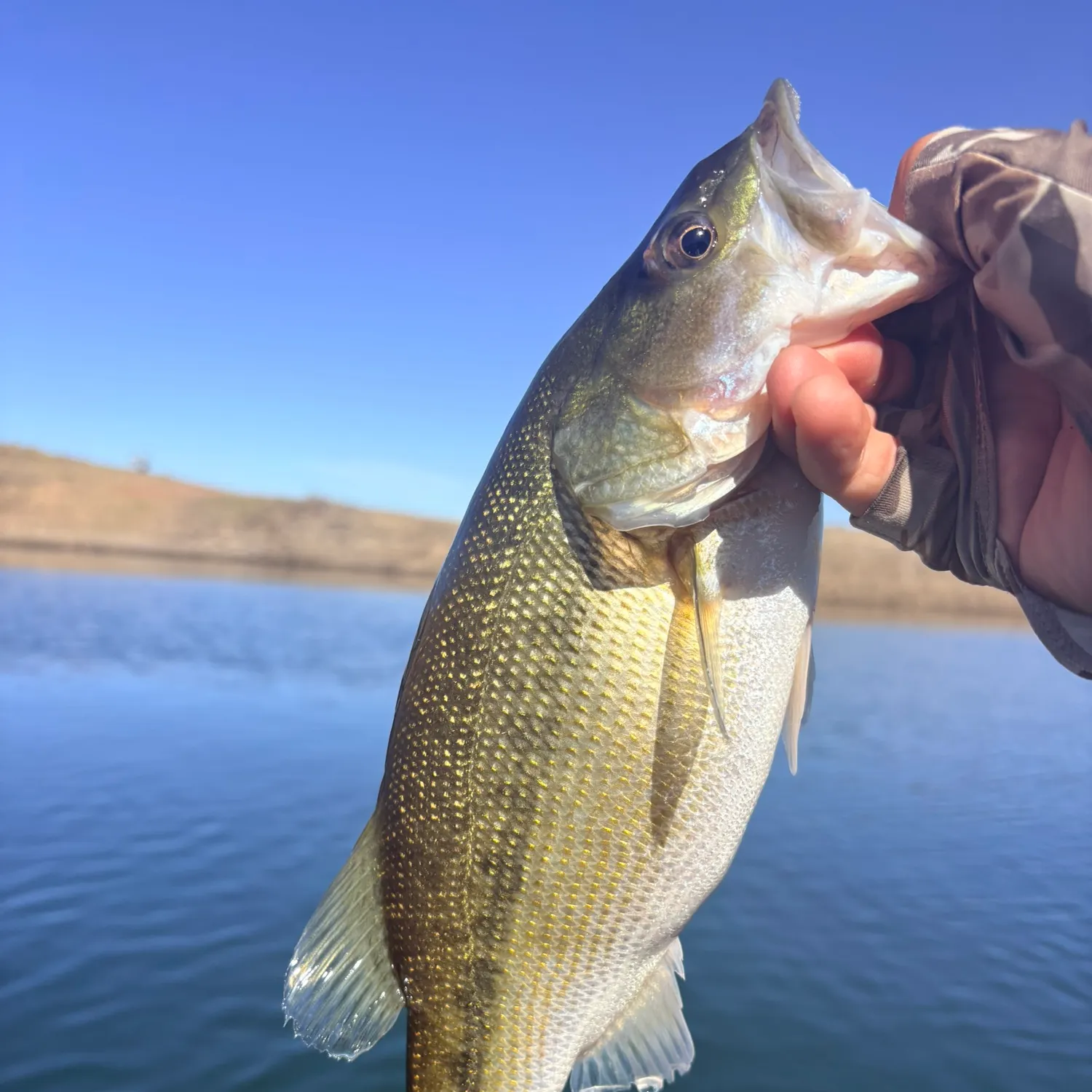 Spotted bass caught on Fishbrain