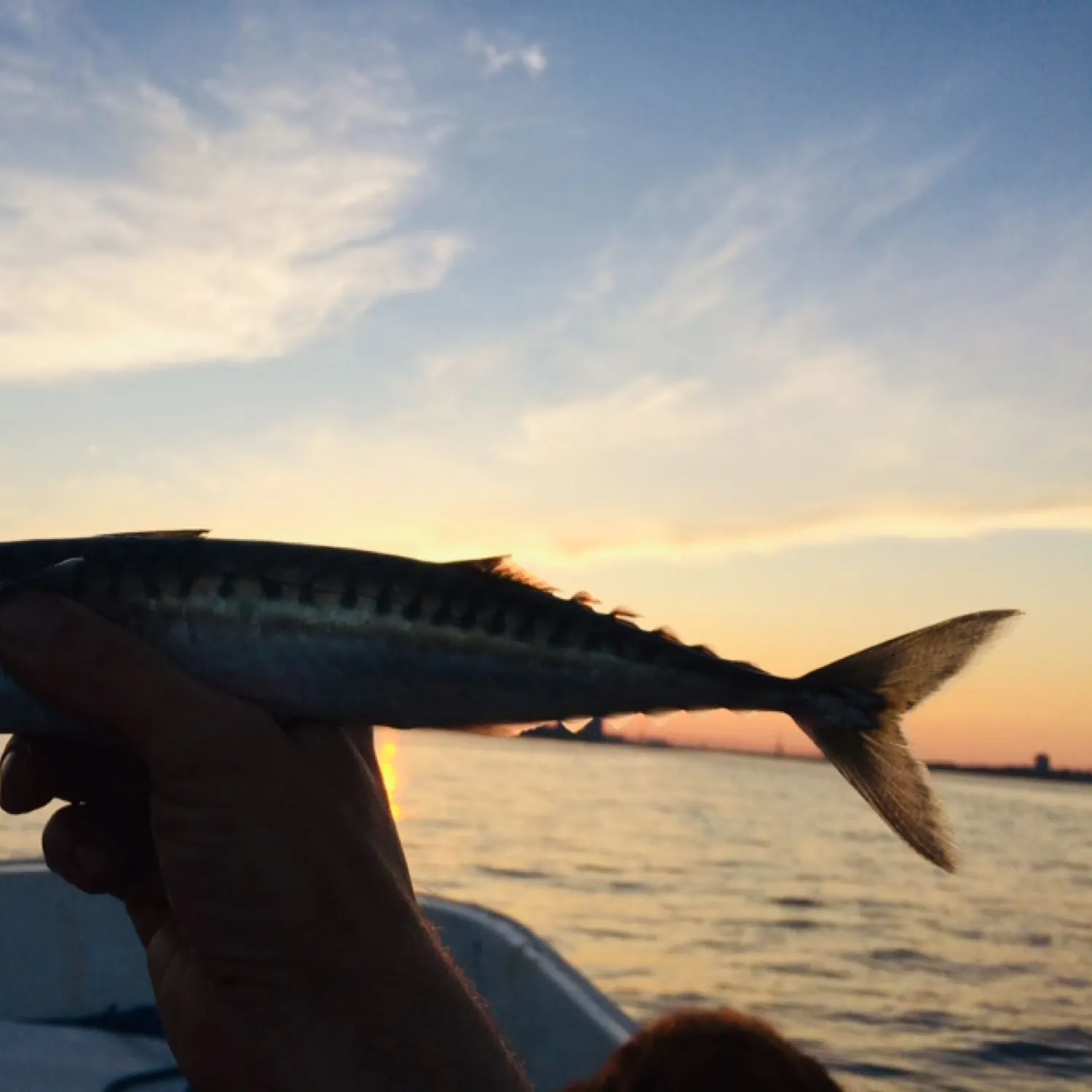 Atlantic mackerel caught on Fishbrain