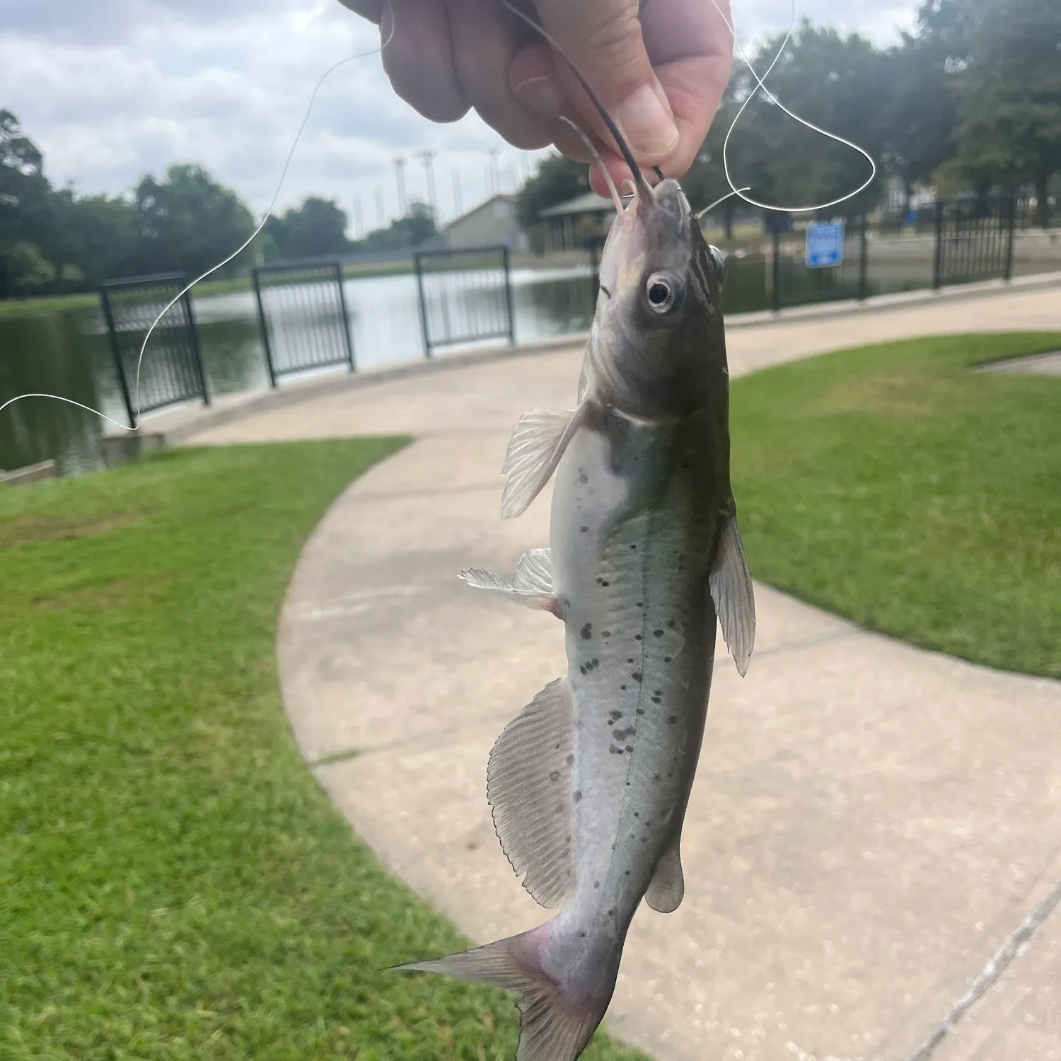 Channel catfish caught on Fishbrain