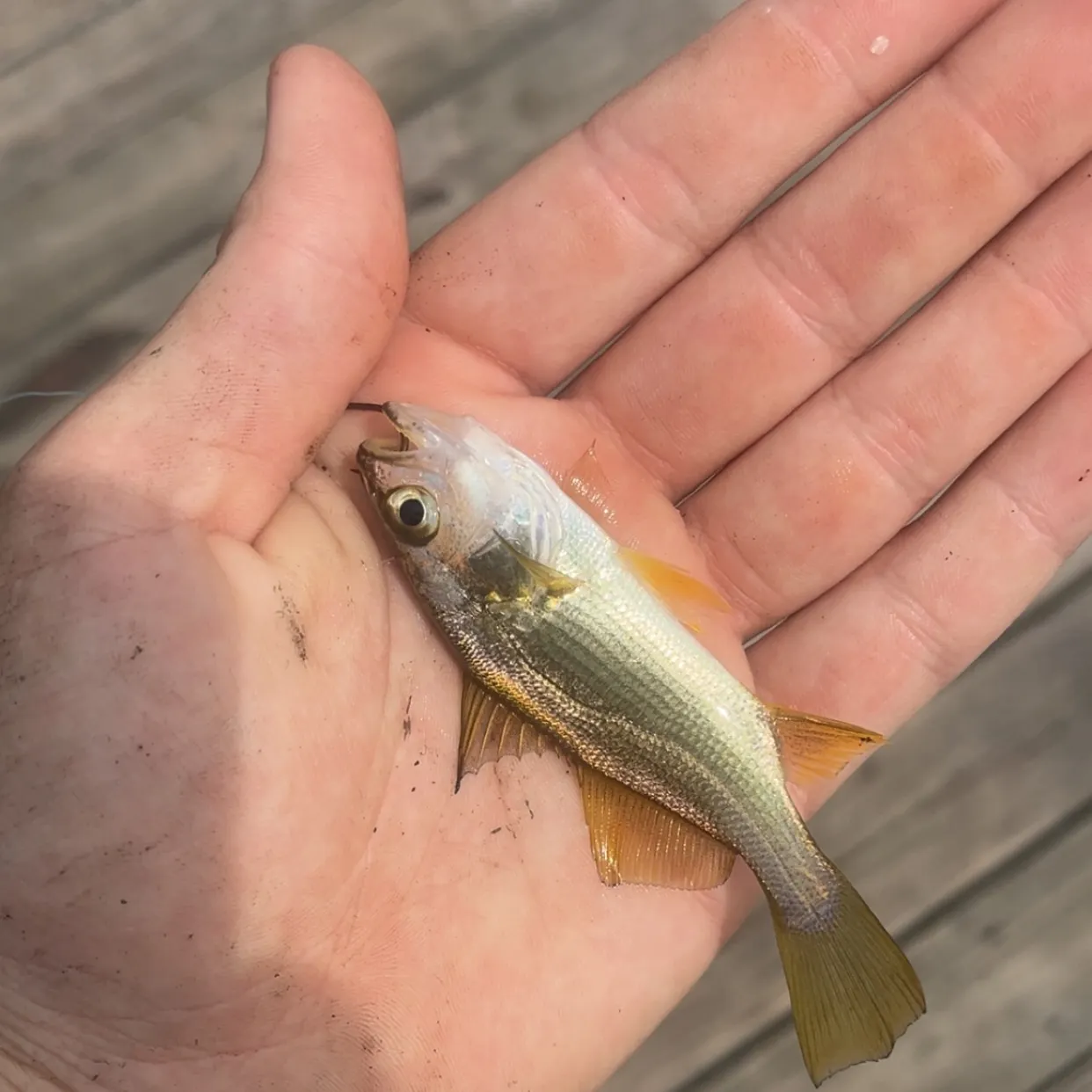 The most recent Silver perch catches on Fishbrain