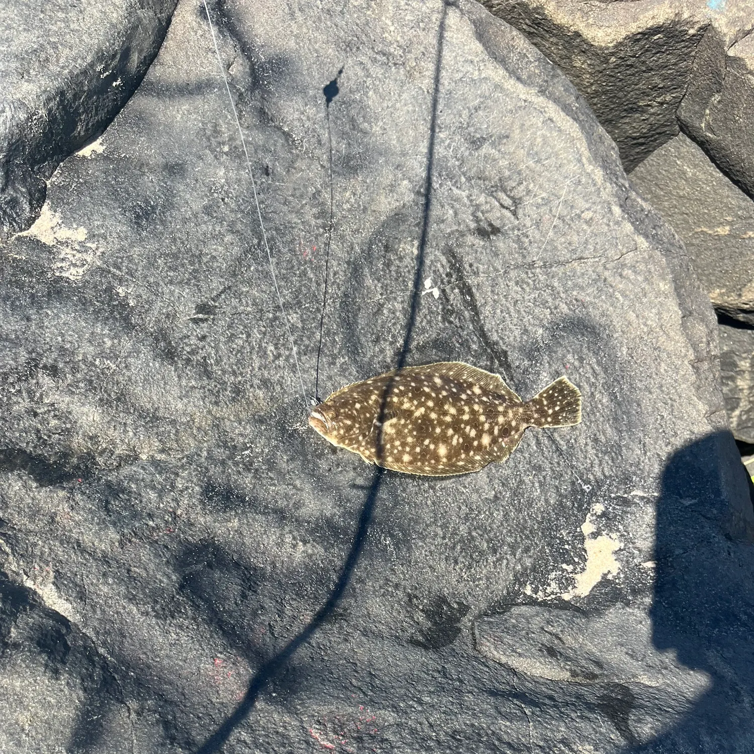 The most recent Southern flounder catches on Fishbrain