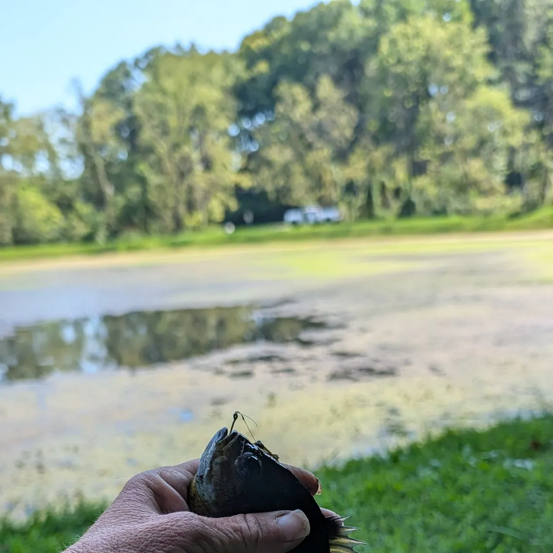 Bluegill caught on Fishbrain