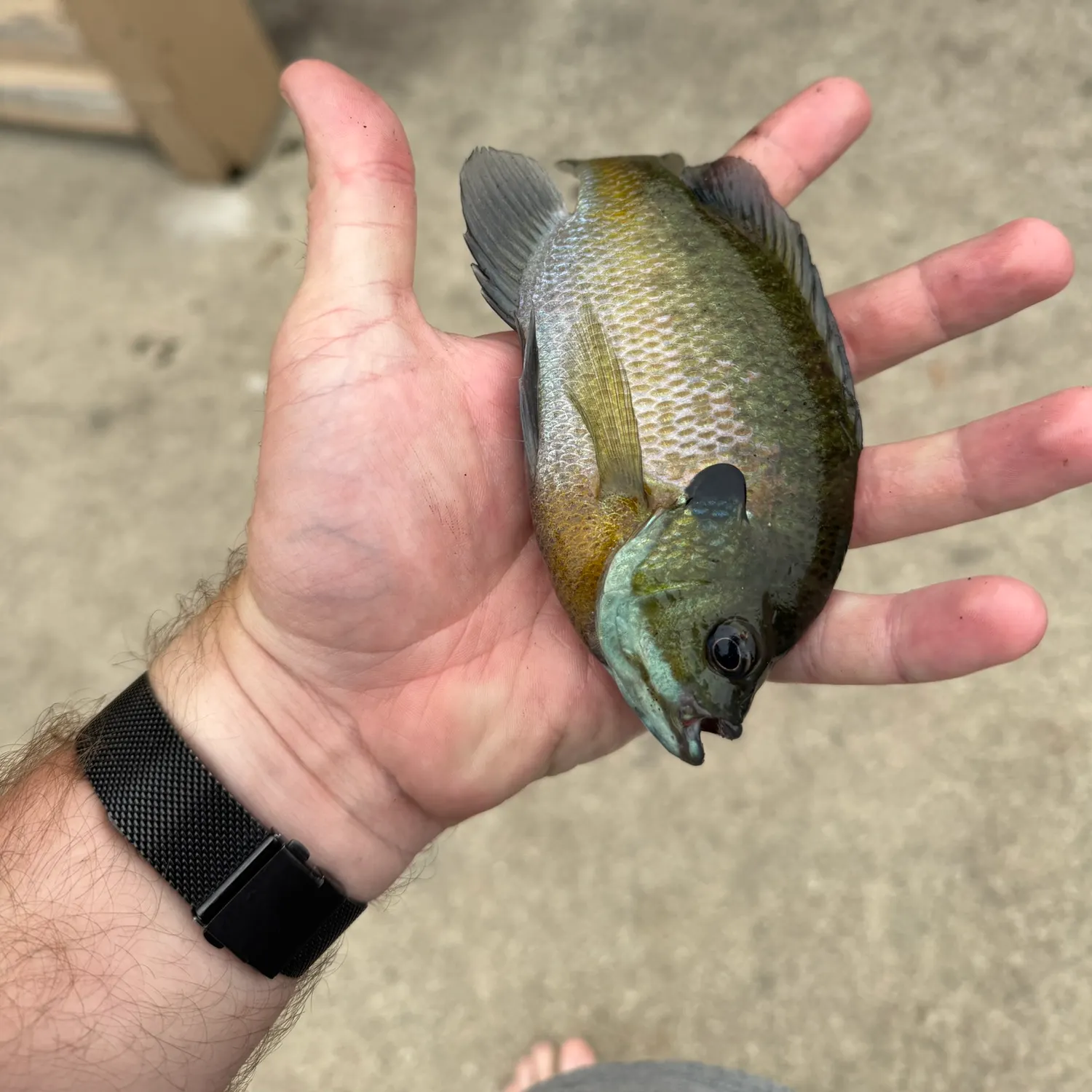 recently logged catches