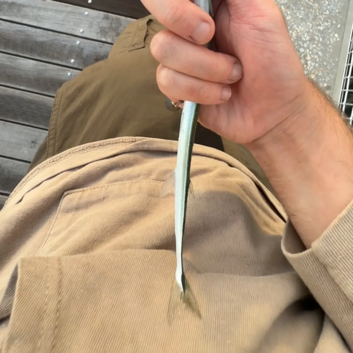 The most recent Keeled needlefish catches on Fishbrain