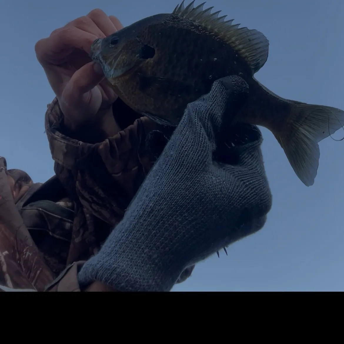 Bluegill caught on Fishbrain
