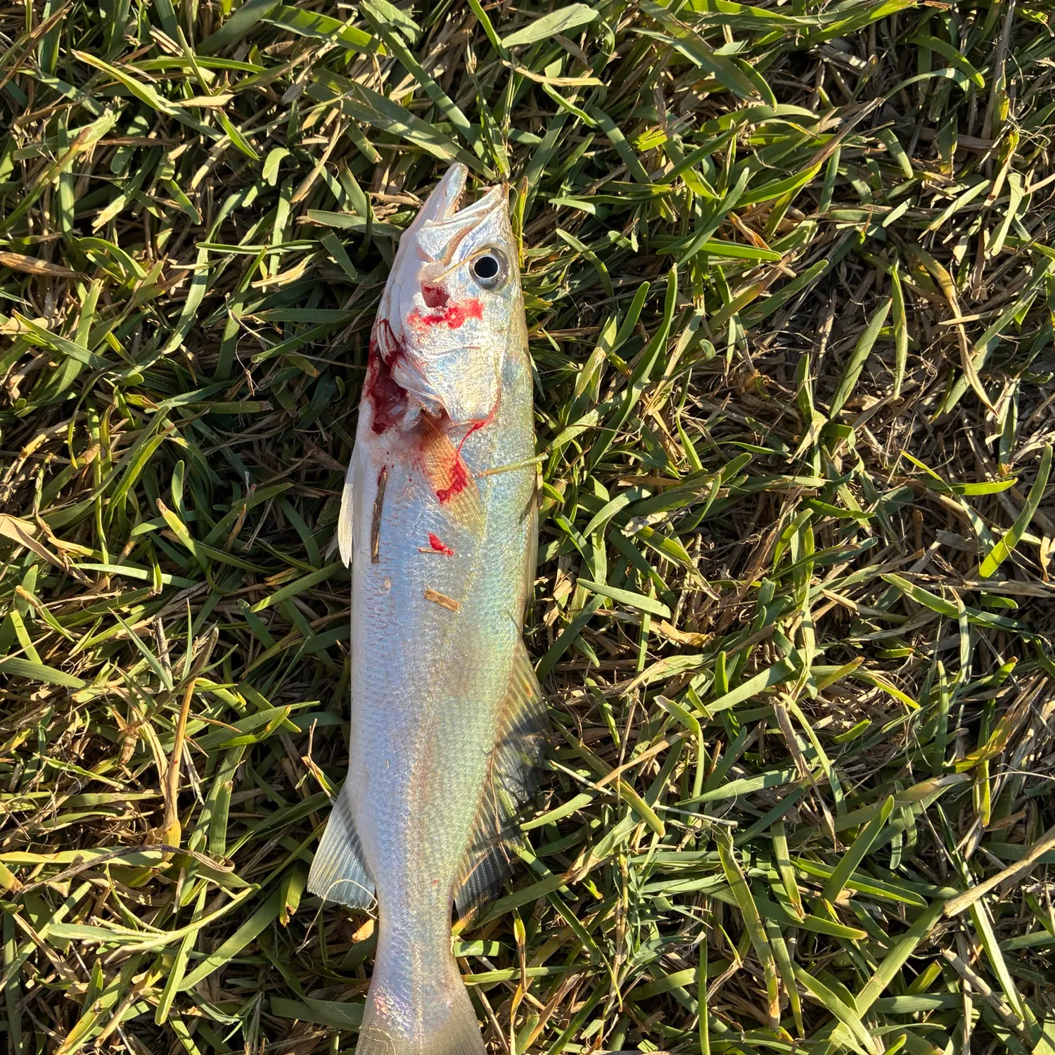 Sand seatrout caught on Fishbrain