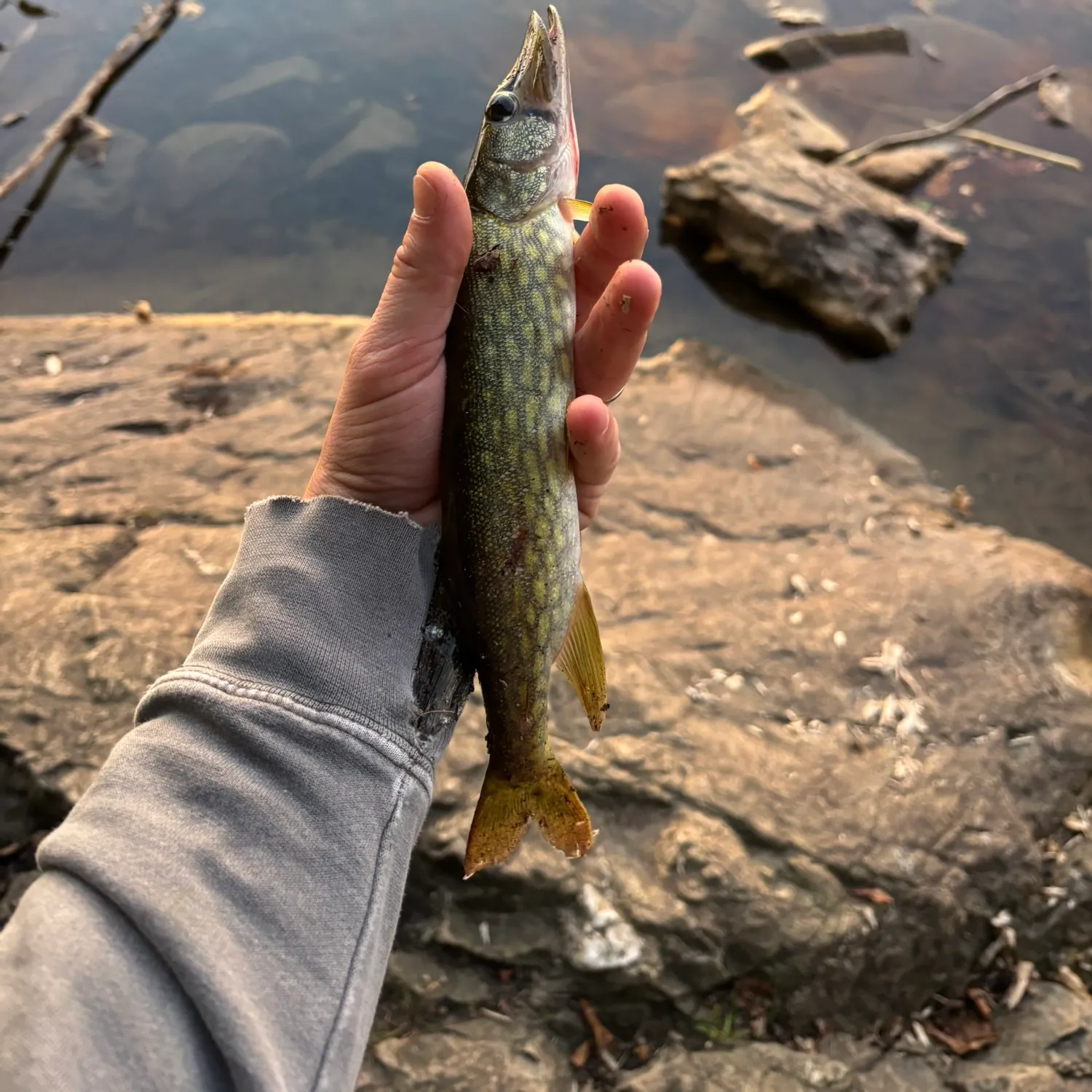 Chain pickerel caught on Fishbrain