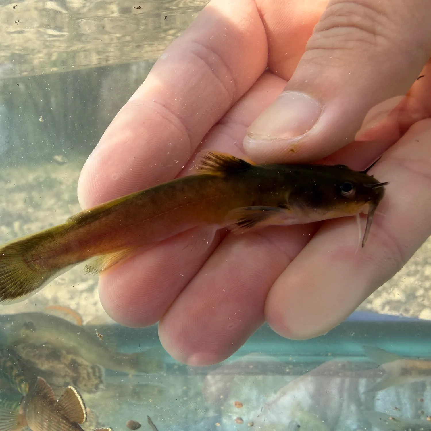 The most recent Stonecat catches on Fishbrain