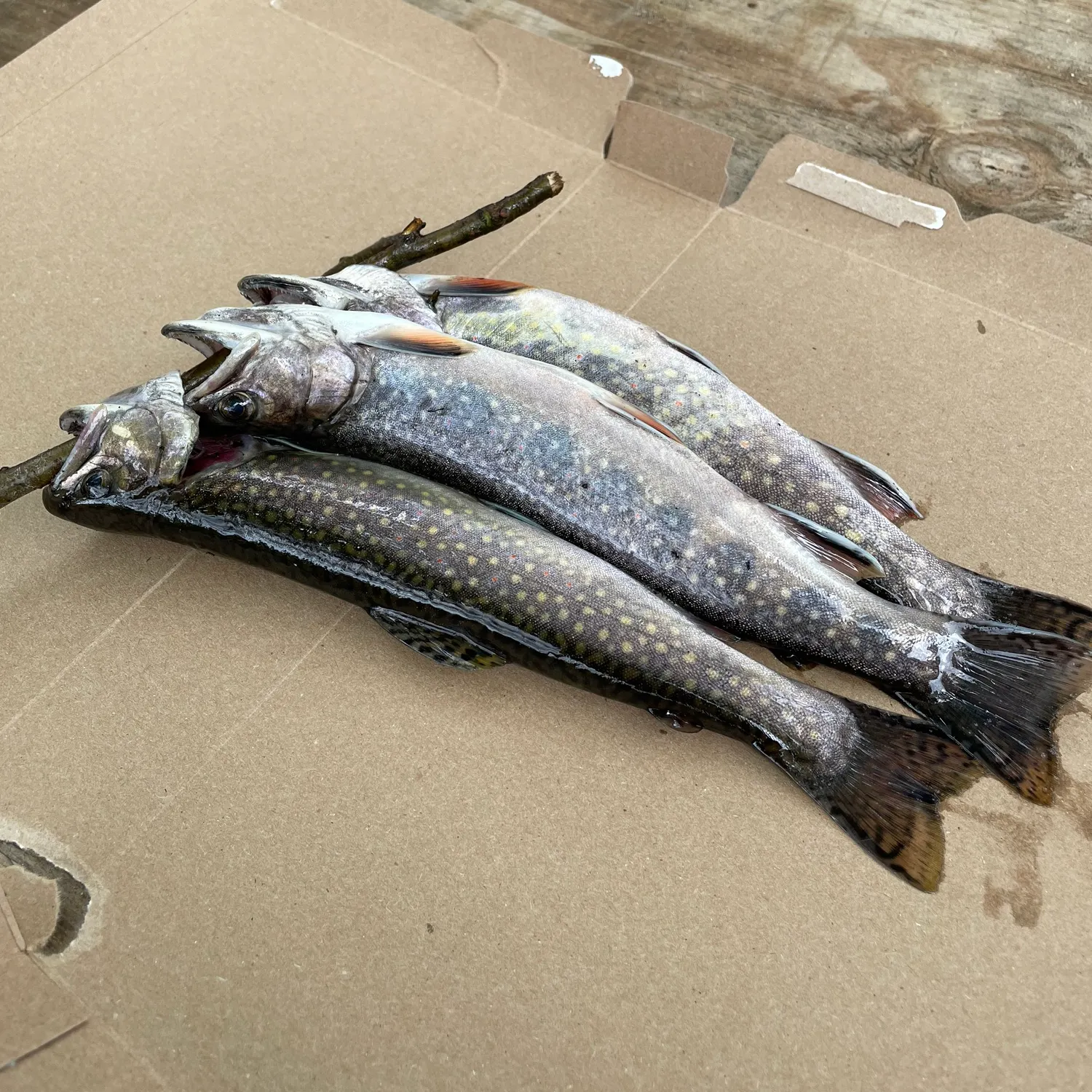 recently logged catches