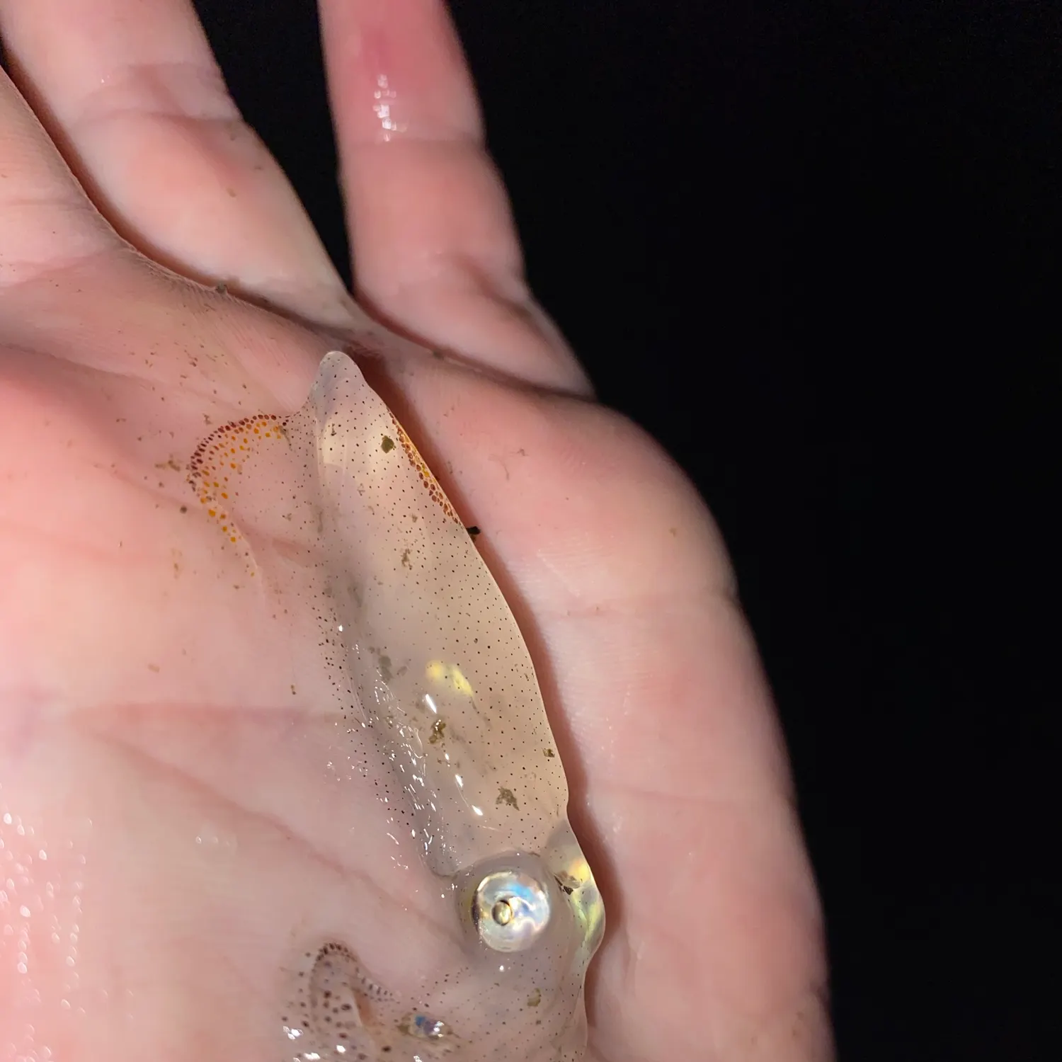 The most recent Bigfin reef squid catches on Fishbrain