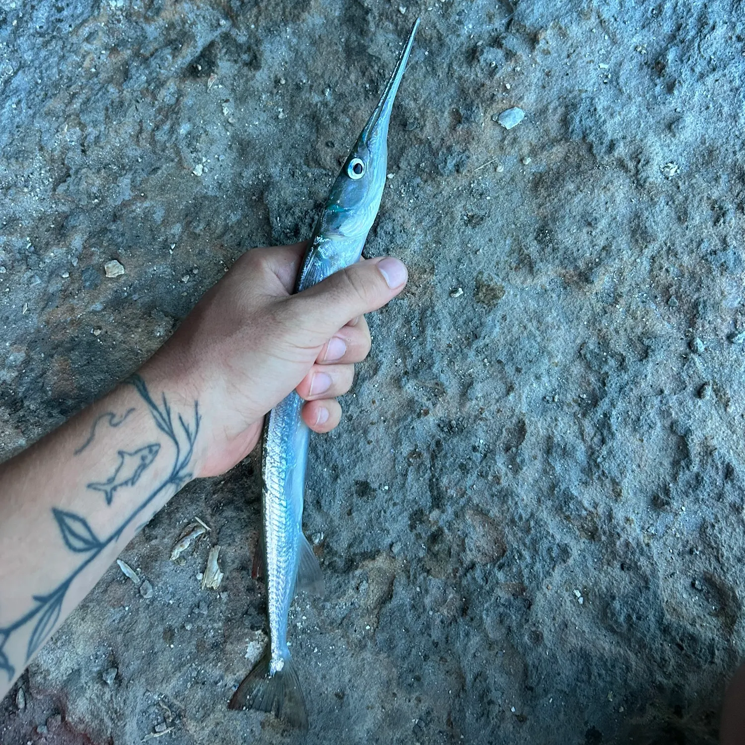 Flat needlefish caught on Fishbrain