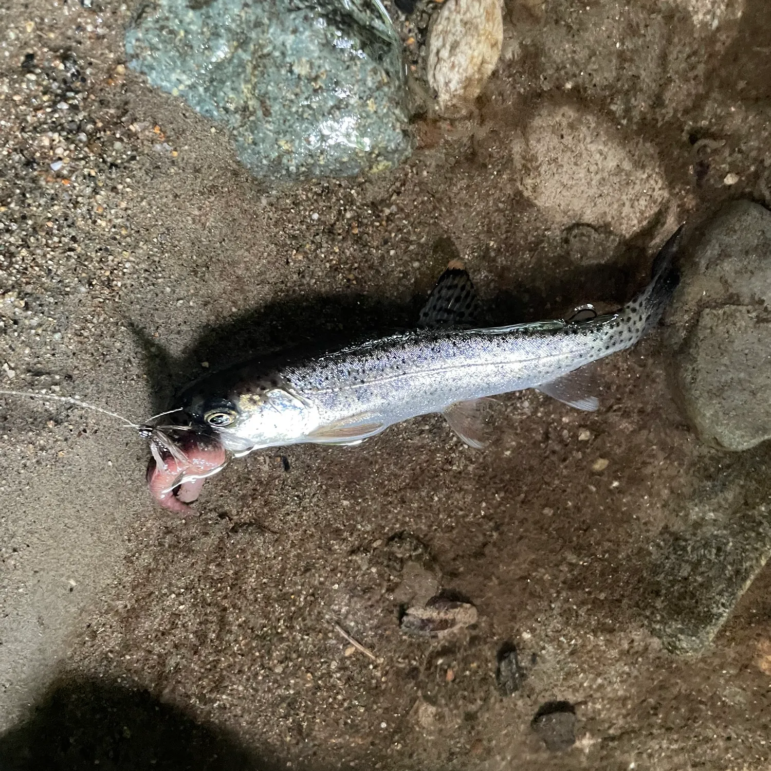 The most recent Cutthroat trout catches on Fishbrain