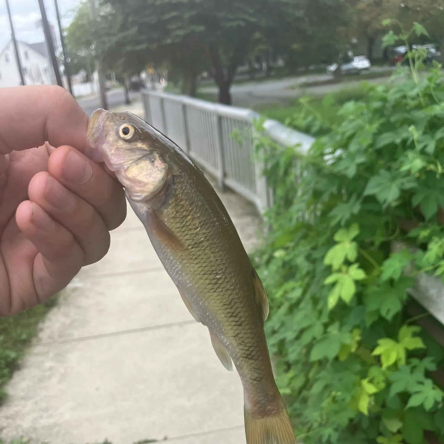 Creek chub caught on Fishbrain