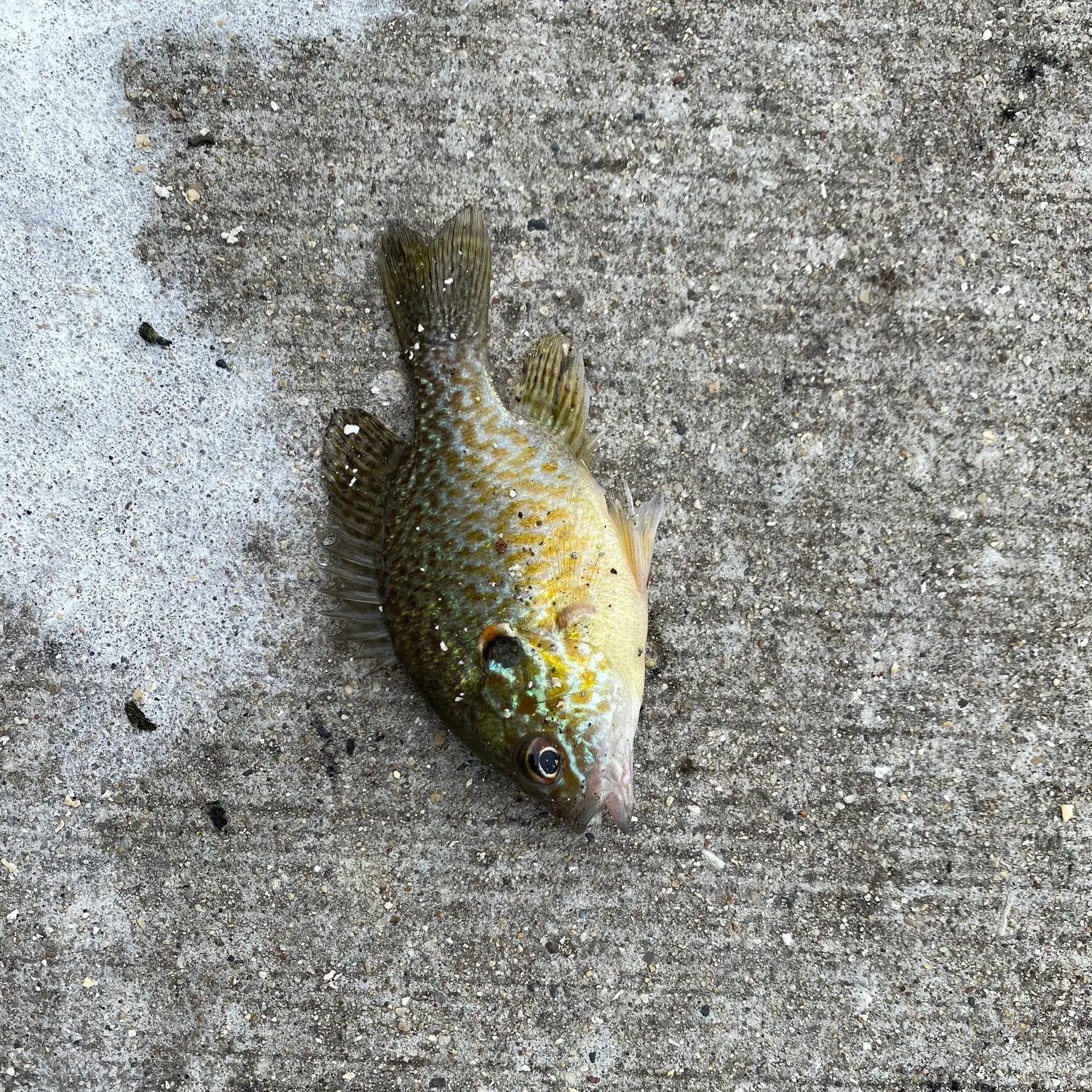 Pumpkinseed caught on Fishbrain