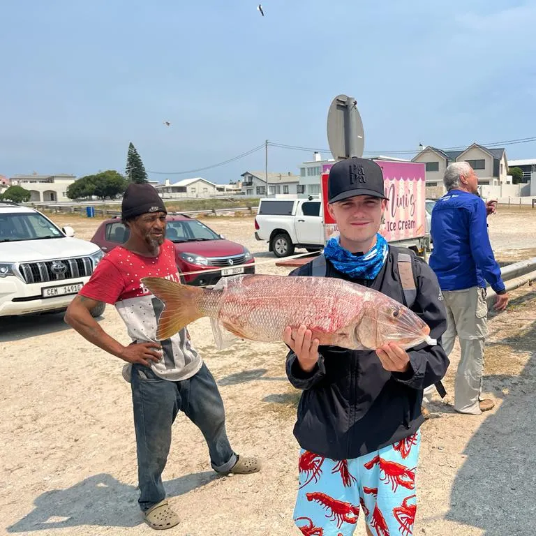 The most recent Red steenbras catches on Fishbrain