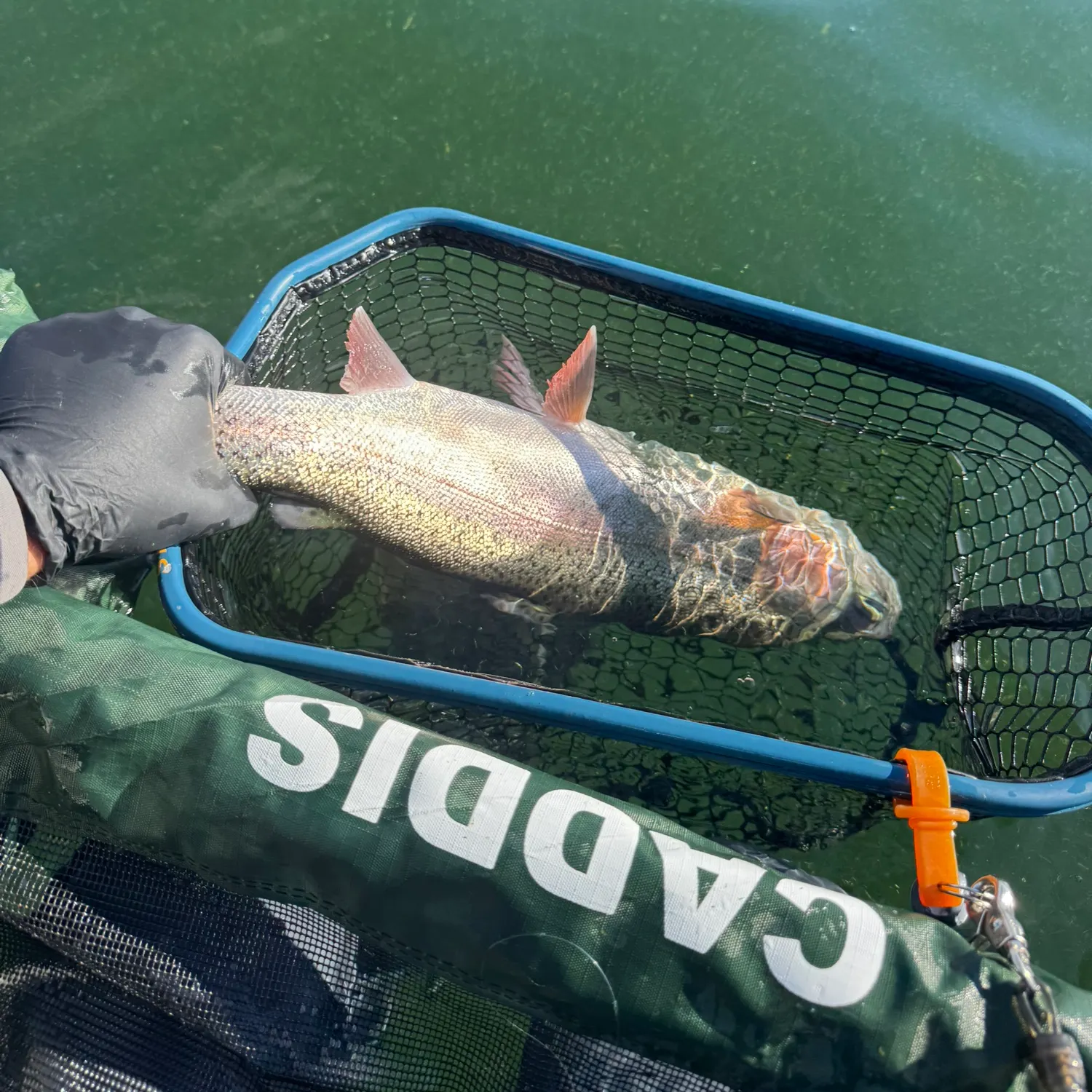 catch