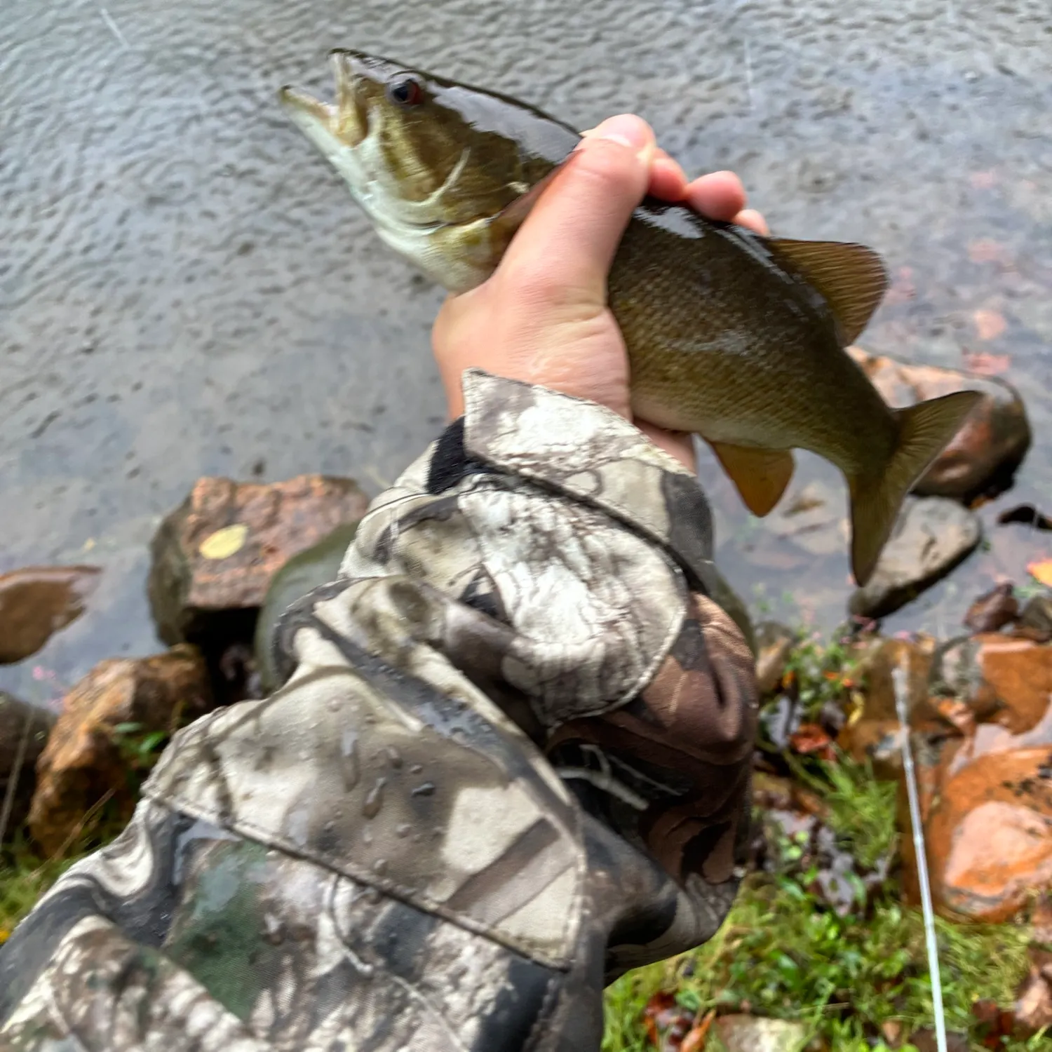 Smallmouth bass caught on Fishbrain