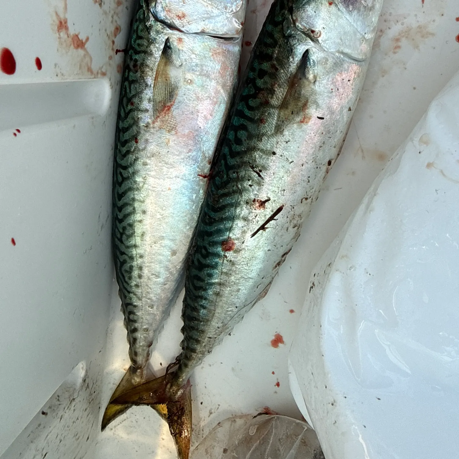 The most recent Pacific chub mackerel catches on Fishbrain