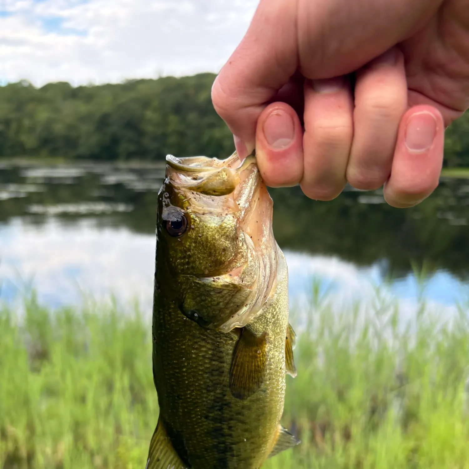 Largemouth bass caught on Fishbrain