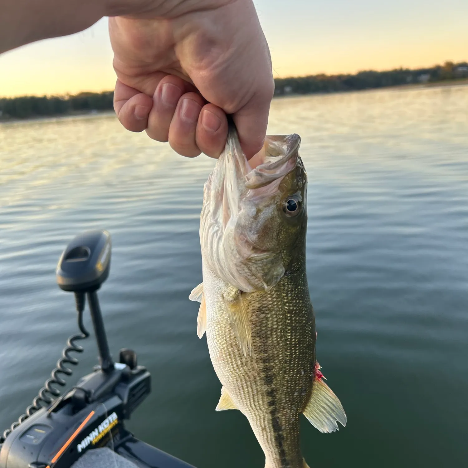 Fish caught on Fishbrain