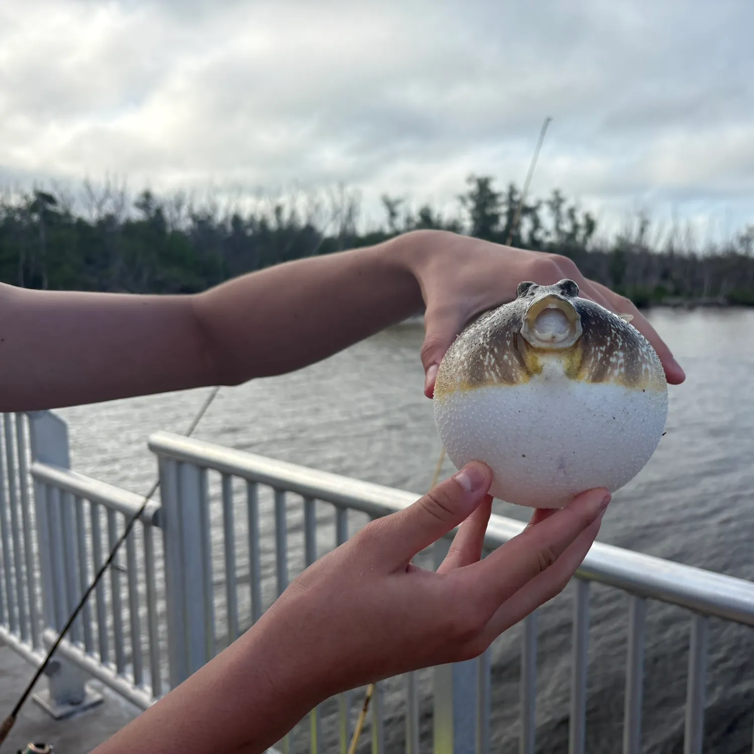 The most recent Yellowspotted puffer catches on Fishbrain