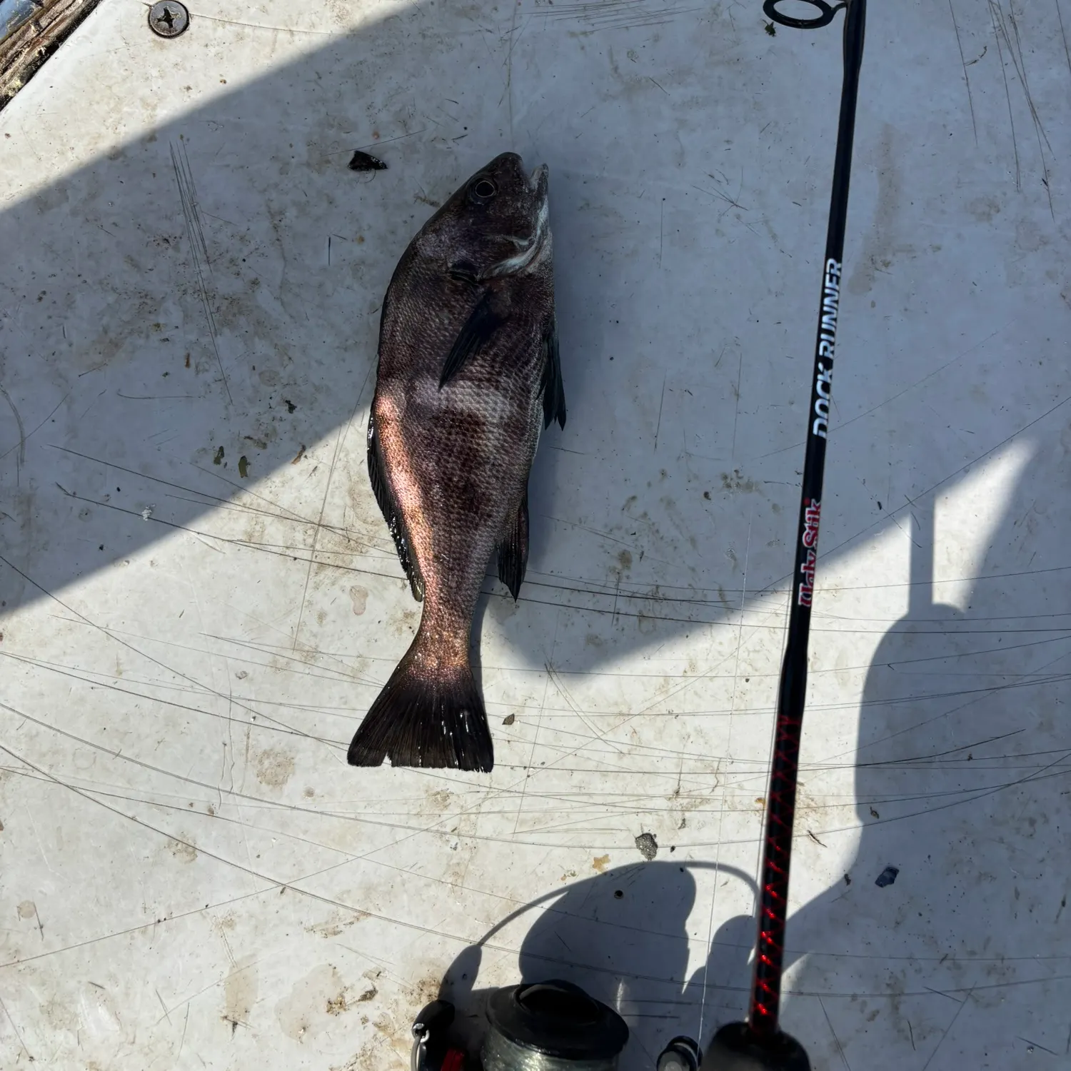 The most recent Black croaker catches on Fishbrain