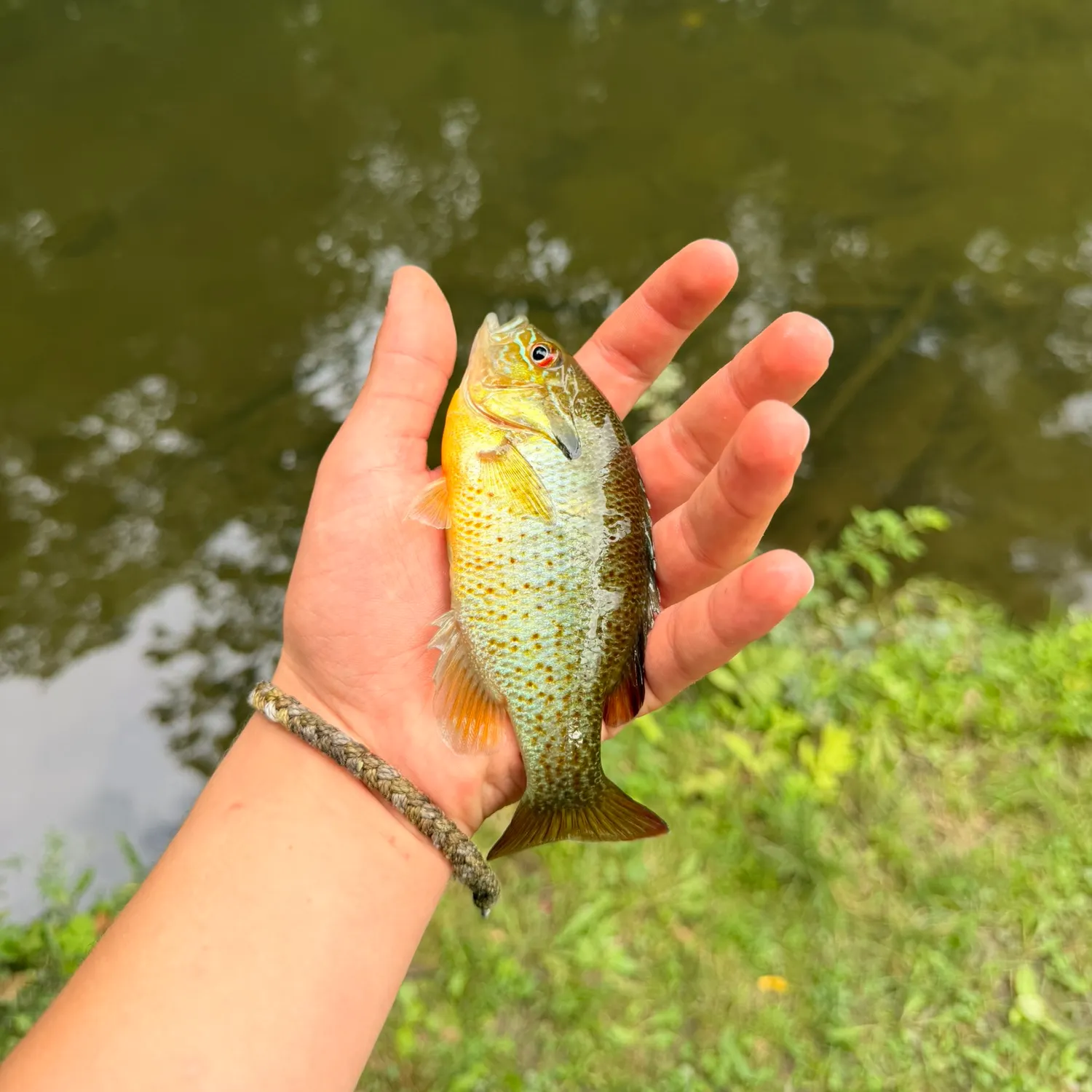 Redbreast sunfish caught on Fishbrain