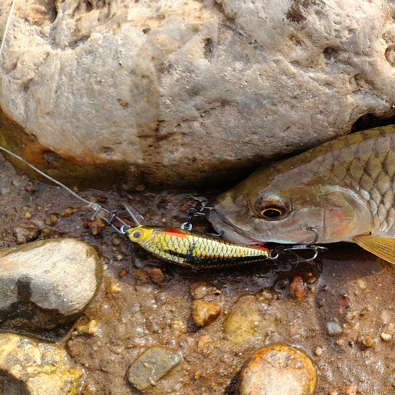 The most recent Hampala barb catches on Fishbrain