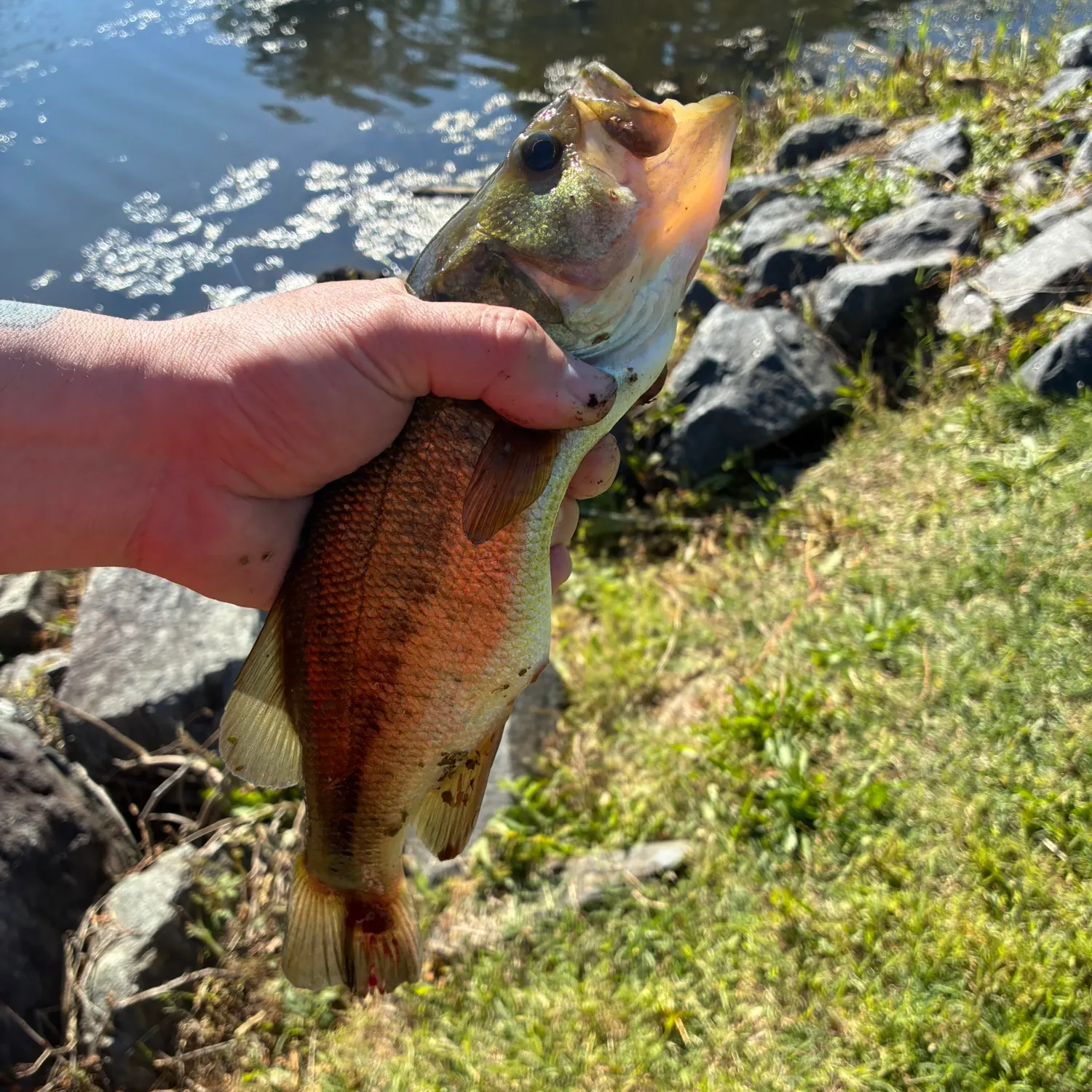 catch