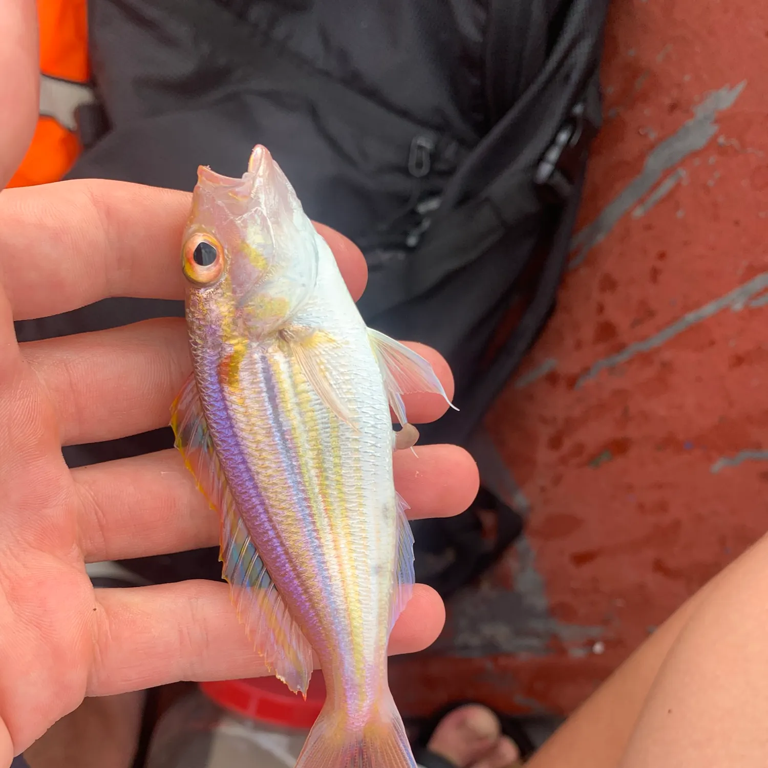 The most recent Yellow-tipped threadfin bream catches on Fishbrain