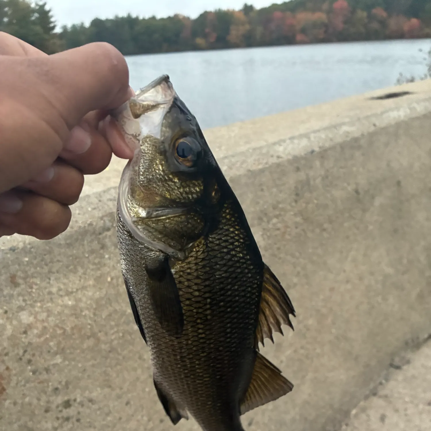 White perch caught on Fishbrain