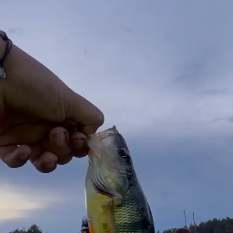 Yellow perch caught on Fishbrain