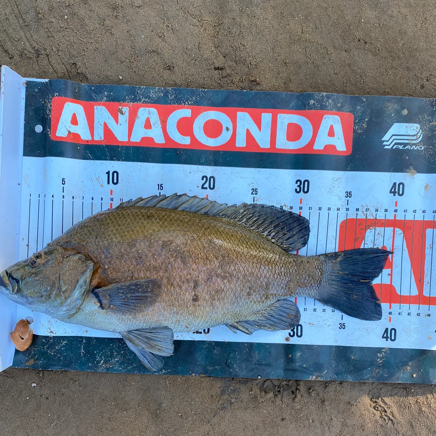 The most recent Sooty grunter catches on Fishbrain