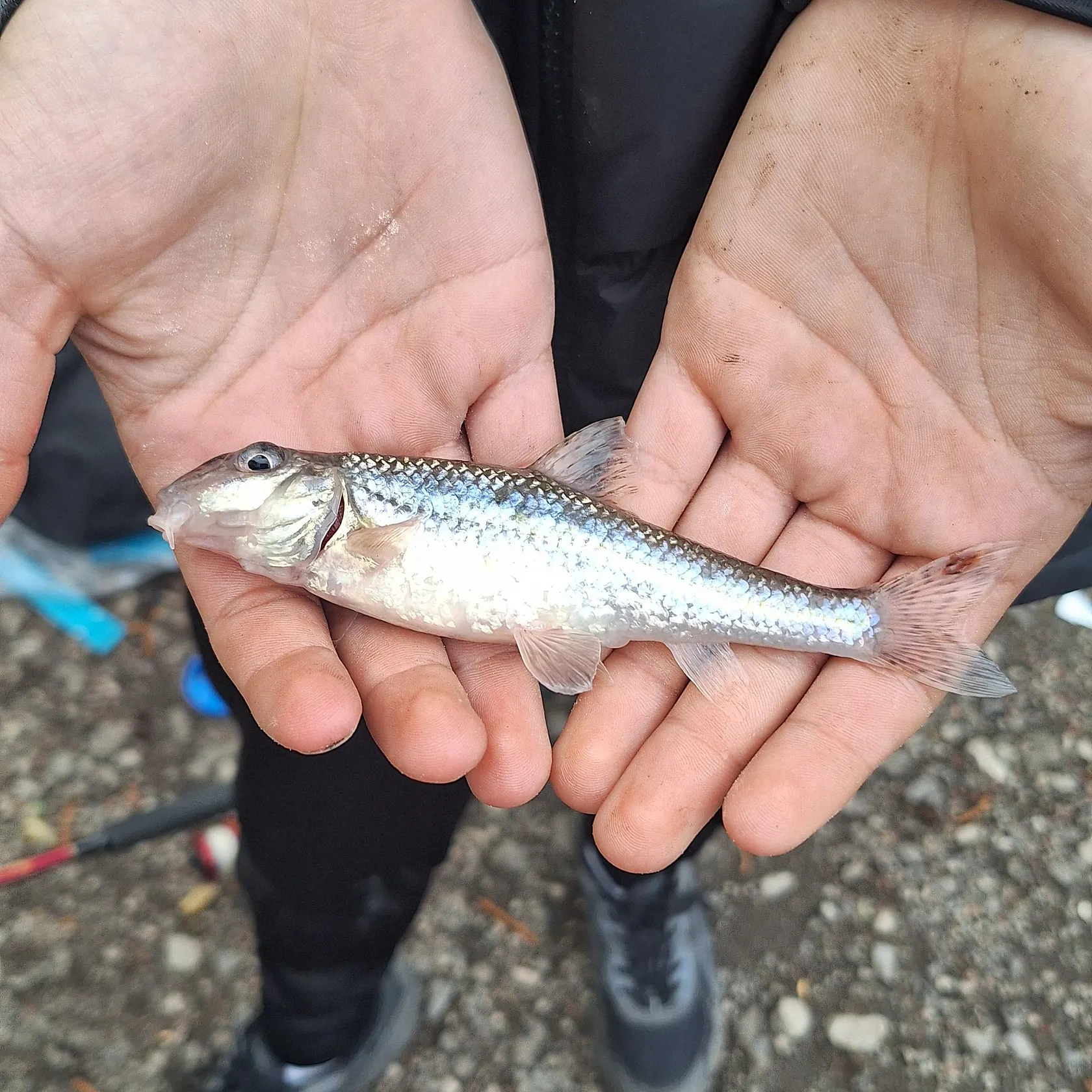 The most recent Gudgeon catches on Fishbrain