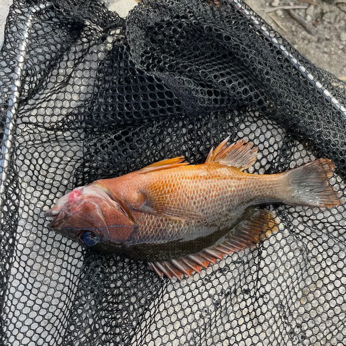 The most recent Cubera snapper catches on Fishbrain