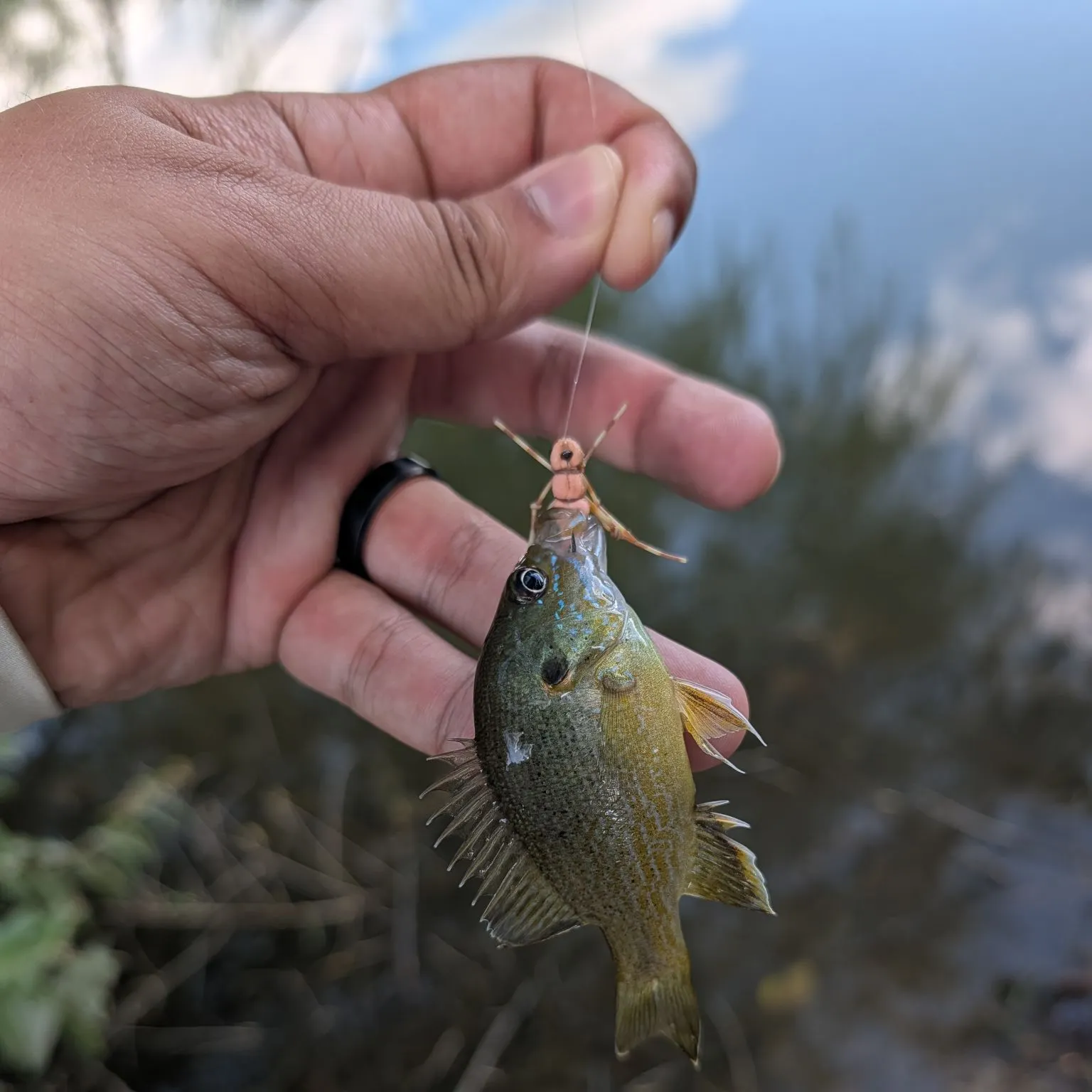 Green sunfish caught on Fishbrain