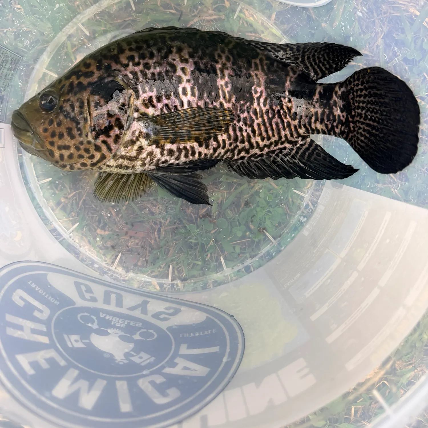 The most recent Jaguar cichlid catches on Fishbrain