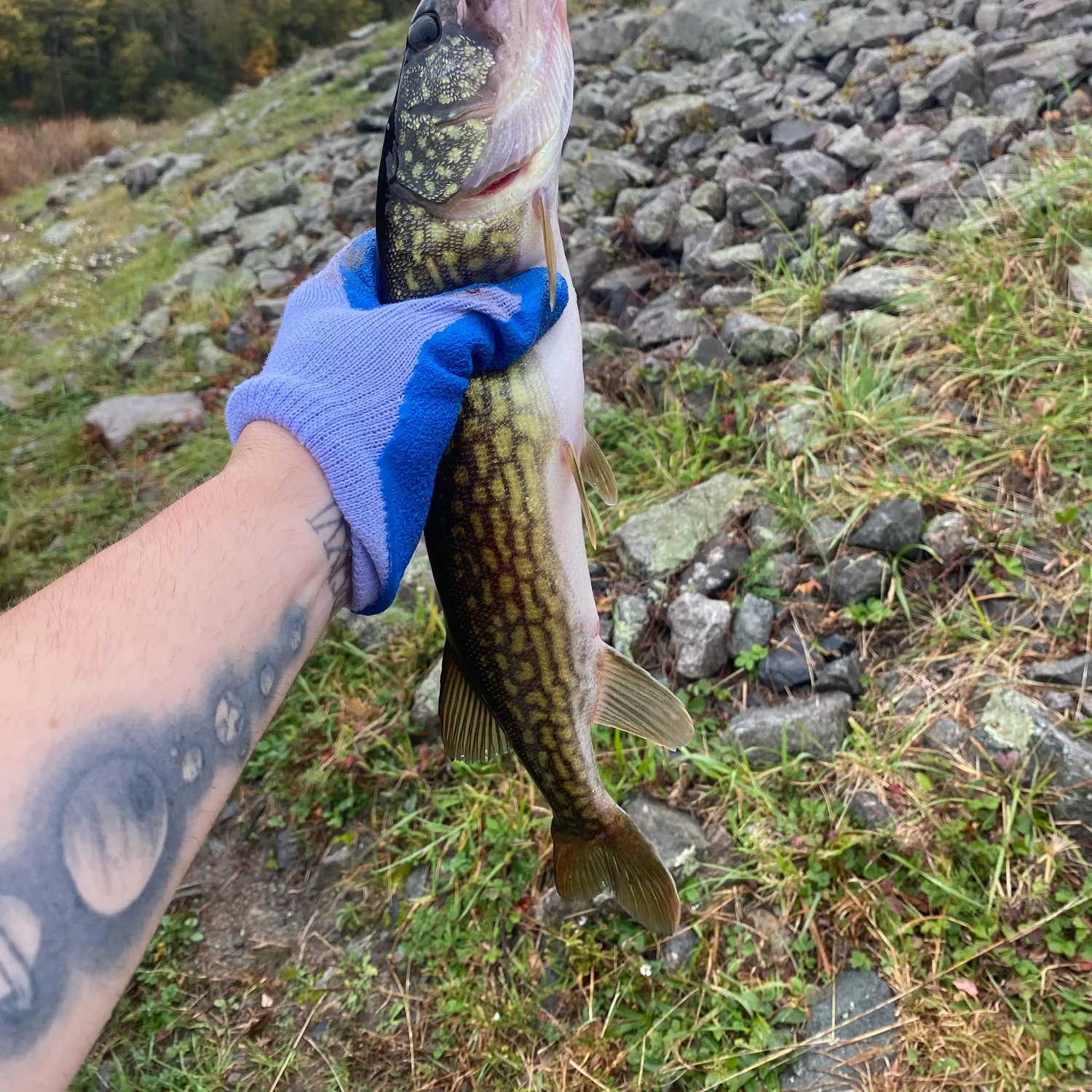 Chain pickerel caught on Fishbrain