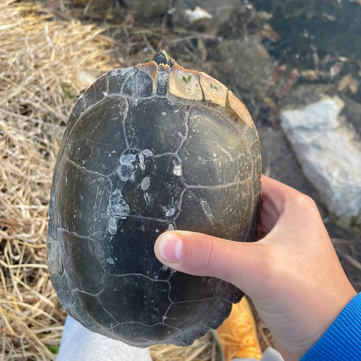 Painted turtle caught on Fishbrain