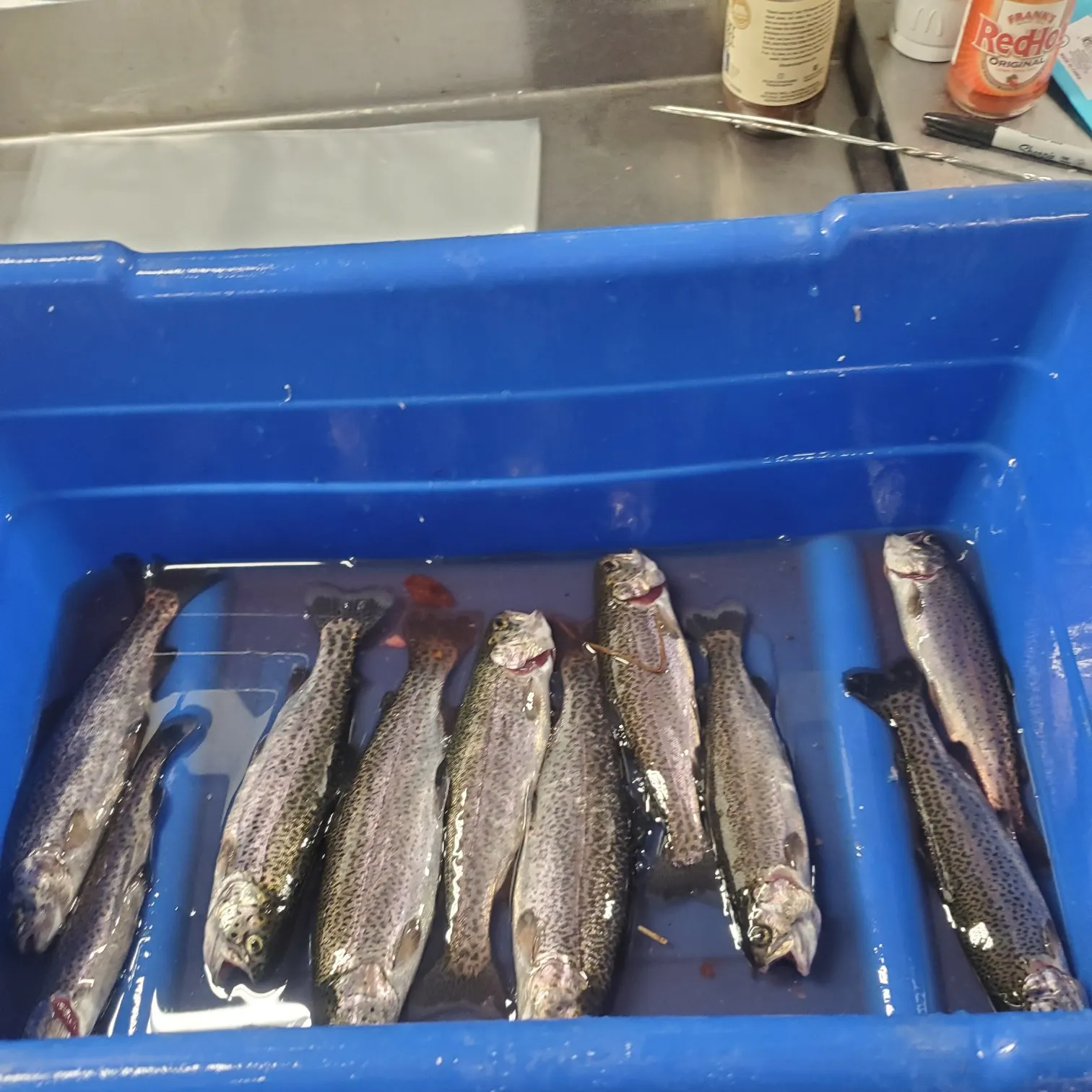 recently logged catches